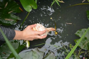 Foto einer in einer Hand gehaltenen Muschel über einem Teich