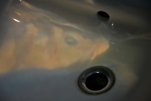 Lichtbild eines Koi im Waschbecken