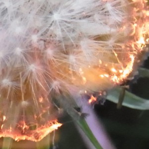 Detail einer brennenden Pusteblume