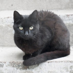 Nasse schwarze Katze auf heller Treppe
