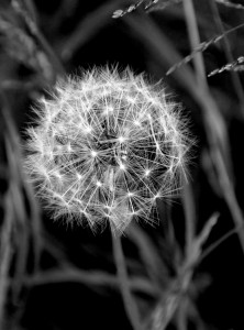 Schwarzweiss-Foto einer Pusteblume