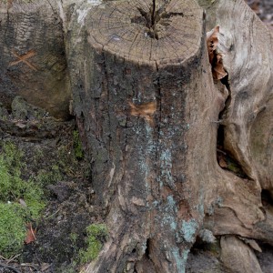 Mit drei Kreuzen versehener Baumstumpf zum Schutz von Waldgeistern