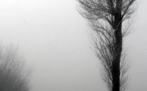 Nebel zwischen zwei Bäumen