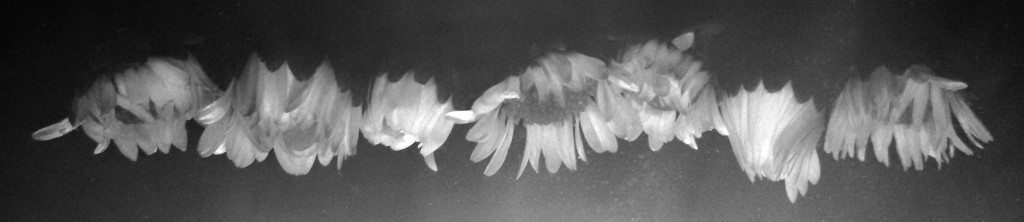 Schwarzweissfoto von traumhaft schoenen Gaensebluemchenblueten.