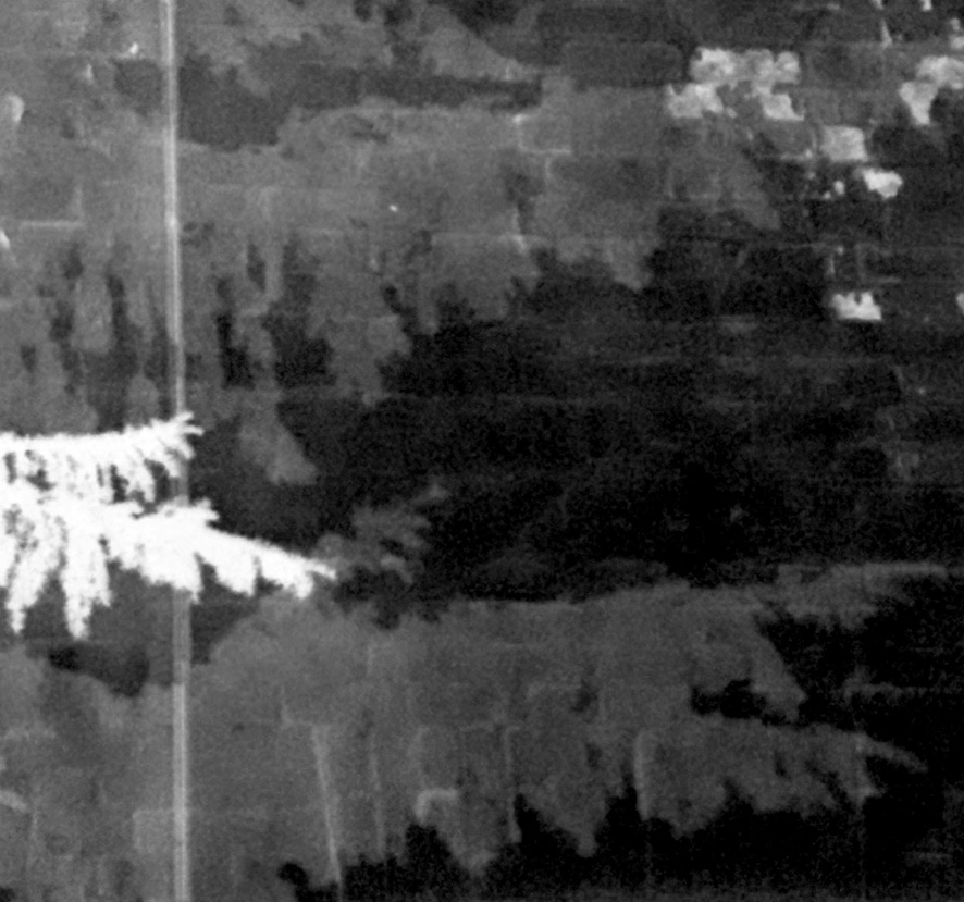 Schatten und Umrisse eines Nadelbaums auf einer Backsteinwand. Schwarzweissfoto.