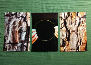 EVAs Projekt Heiliger Birnbaum mit drei neuen Fotos im Februar 2020